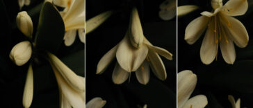 Mobile Mondays: Use your smartphone for macro photography