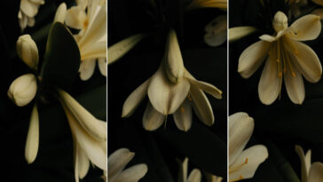 Mobile Mondays: Use your smartphone for macro photography