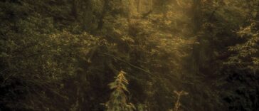 Photography cheat sheet: woodland photography