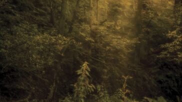 Photography cheat sheet: woodland photography