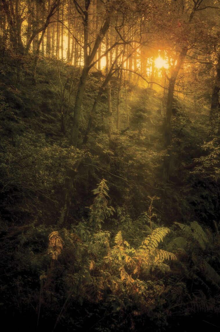 Photography cheat sheet: woodland photography