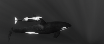 Surfer wiped out by "place of skulls" wave wins Ocean Photographer of the Year