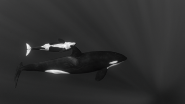 Surfer wiped out by "place of skulls" wave wins Ocean Photographer of the Year