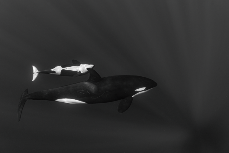 Surfer wiped out by "place of skulls" wave wins Ocean Photographer of the Year